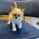 도그마루 강아지 고양이 부산점 | 부산강아지무료분양, 도그마루 강아지고양이 부산점에서 만난 포메라니안