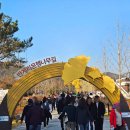 고목나무 | 원주 반계리 은행나무 주차 드론 허가 1,318년 천년 고목