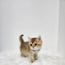 멍멍헤어 이미지