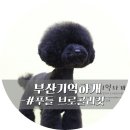 기억하개 | 블랙푸들-산이 부산 서면 애견미용샵 기억하개 브로콜리컷 미용후기^^