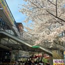 증심사뚱돼지숯불갈비 | 광주 데이트코스 추천, 증심사벚꽃 &amp; 뚱돼지 숯불갈비 후기