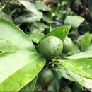 주생농장 이미지