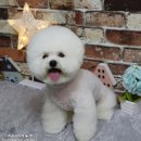 쭈 애견미용 이미지