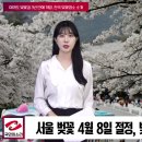 서울 벚꽃 4월 8일 절정, 전국 벚꽃 명소 공개 국민의소리TV 이미지