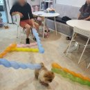 펫츠까까 이미지