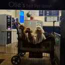 올리스 아시아드점 이미지