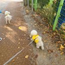 마드레펫 이미지