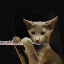 플루트(Flute) 이미지