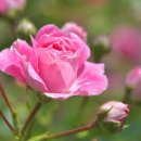 대동15차 이미지