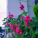 우림세탁소 이미지