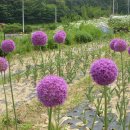 스카이부페 이미지