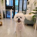 골드독트리멍 이미지