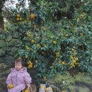 은하네농장 이미지