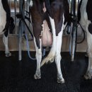 정도축산 이미지