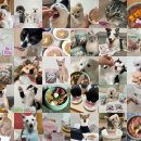 행복한 멍냥이 | [서포터즈 정글러버 15기] 정글키친으로 취뽀할 멍냥이 채용중!✨👩🏻‍💼👨🏻‍💼