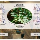 광대도