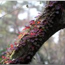 와흘본향당 이미지