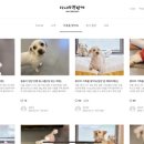 다시사랑받개 이미지