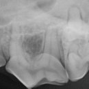 강남예치과동물병원 이미지