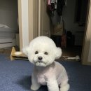 올라펫살롱 이미지