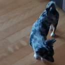 자두랑 호두랑 이미지