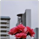 장미빌딩 이미지