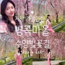 병곡입구화장실 | 거창 가볼만한곳 수양벚꽃길 병곡마을 실시간 개화시기 및 주차 정보