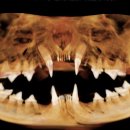 그레이스 고양이 심장&치과병원 이미지