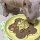 한끼마켓 | 건강한 고양이 식사 한끼| 고양이 화식| 모네모네마켓 후기