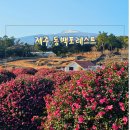 남원읍-24 | 제주 동백포레스트 후기 - 한라산 전망과 동백꽃을 동시에 즐기는 겨울 명소