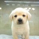 멍품 강아지분양 본점 이미지