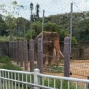 현내카 | 오키나와 아기랑 가족여행 가볼곳 어린이나라 동물원 입장권 기린 코끼리 사자 후기