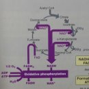 암치료를 위한 케톤 형성 식이(Ketogenic diet)란 무엇인가? 이미지