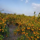 두목농장 이미지