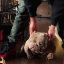 서원켄넬 이미지