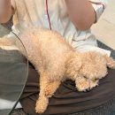 아침해유치원 | 11월 결산