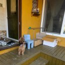 풀빛채 | 강화촌캉스 애견동반펜션 풀빛채 내돈내산 후기