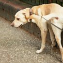 댕댕이집 이미지