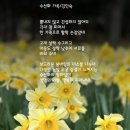 수선화 가족/ 김인숙 이미지