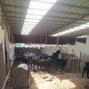 흑석산흑염소농장 이미지