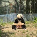 에버마루 | 에버랜드 캐스트 판다월드 알바 후기, 사진 대방출