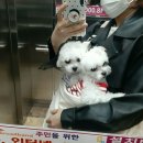 도그아이 이미지