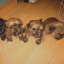 똥강아지 이미지