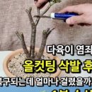 염자 꽃 꽃말 번식 재배 관리 염좌키우기 이미지