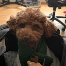 커멍요 | 수원시청 인계동 애견카페 커멍요 후기 (유치원/호텔링/데이케어 모두 가능한 곳!)