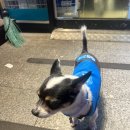 서귀포용이식당제주시청점 이미지