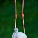 플라밍고 이미지