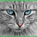 기분좋은 동물병원 이미지