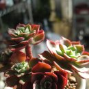 크라우스 이미지