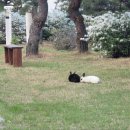 여주 마조렐글램핑리조트 이미지